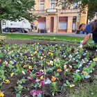 Ősszel is virágokkal gazdagítják a köztereket