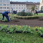 Ősszel is virágokkal gazdagítják a köztereket