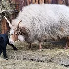Fekete bárány az év első újszülöttje a Miskolci Állatkertben