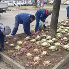 Növénygondozás a Győri kapuban