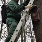 Odútakarítás egy állatkerti fán