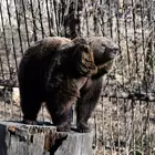Barna medve a február eleji napsütésben