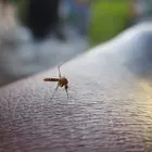 Ha nincs szúnyoglárva, szúnyogcsípés sincs
