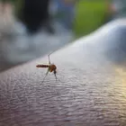 szúnyog