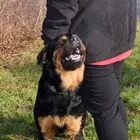 Nyílt nap az Állategészségügyi Telepen