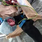 kutya