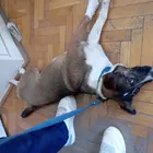 kutya