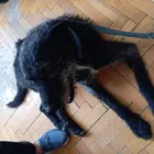 kutya